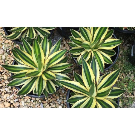 Agave Lophantha Quadricolor Palmiers Du Monde Taille Agave Lophantha