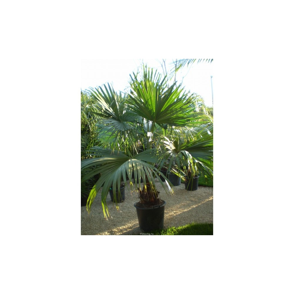 Livistona chinensis (Latanier de Chine)