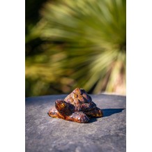 Décoration Tortue - Palmiers du Monde