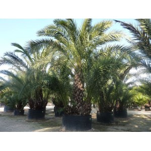 Palmier D'Areca Artificiel Deluxe XL 150cm | Maxifleur