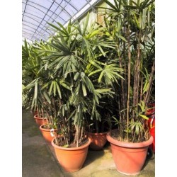 Rhapis excelsa (palmier chinois)