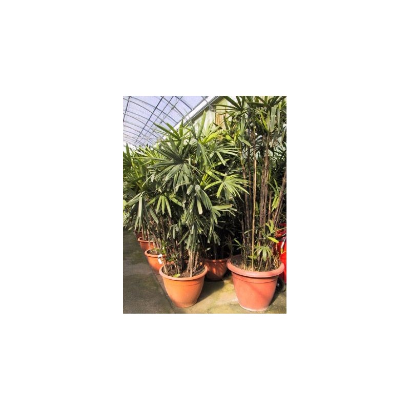 Rhapis excelsa (palmier chinois)