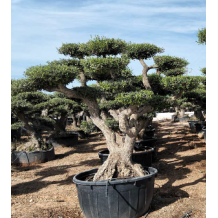 Olivier Nuage - Palmiers du Monde