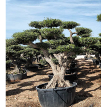 Olivier Nuage - Palmiers du Monde