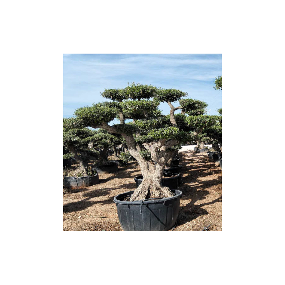 Olivier Nuage - Palmiers du Monde