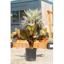 Musa maurelii - Bananier d'Abyssinie 50-60 cm