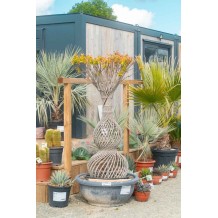 Lagerstroemia indica