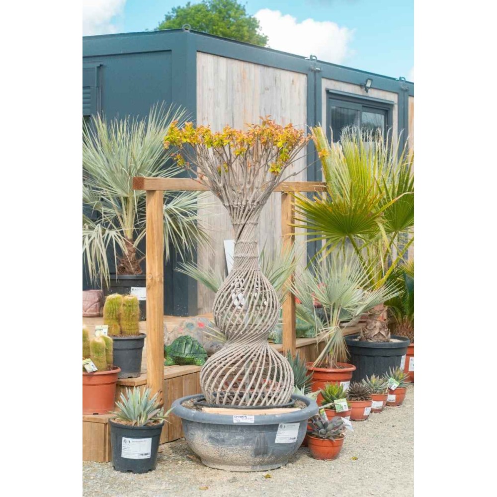 Lagerstroemia indica