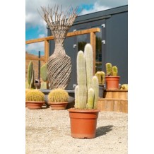 Cleistocactus strausii