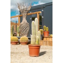 Cleistocactus strausii