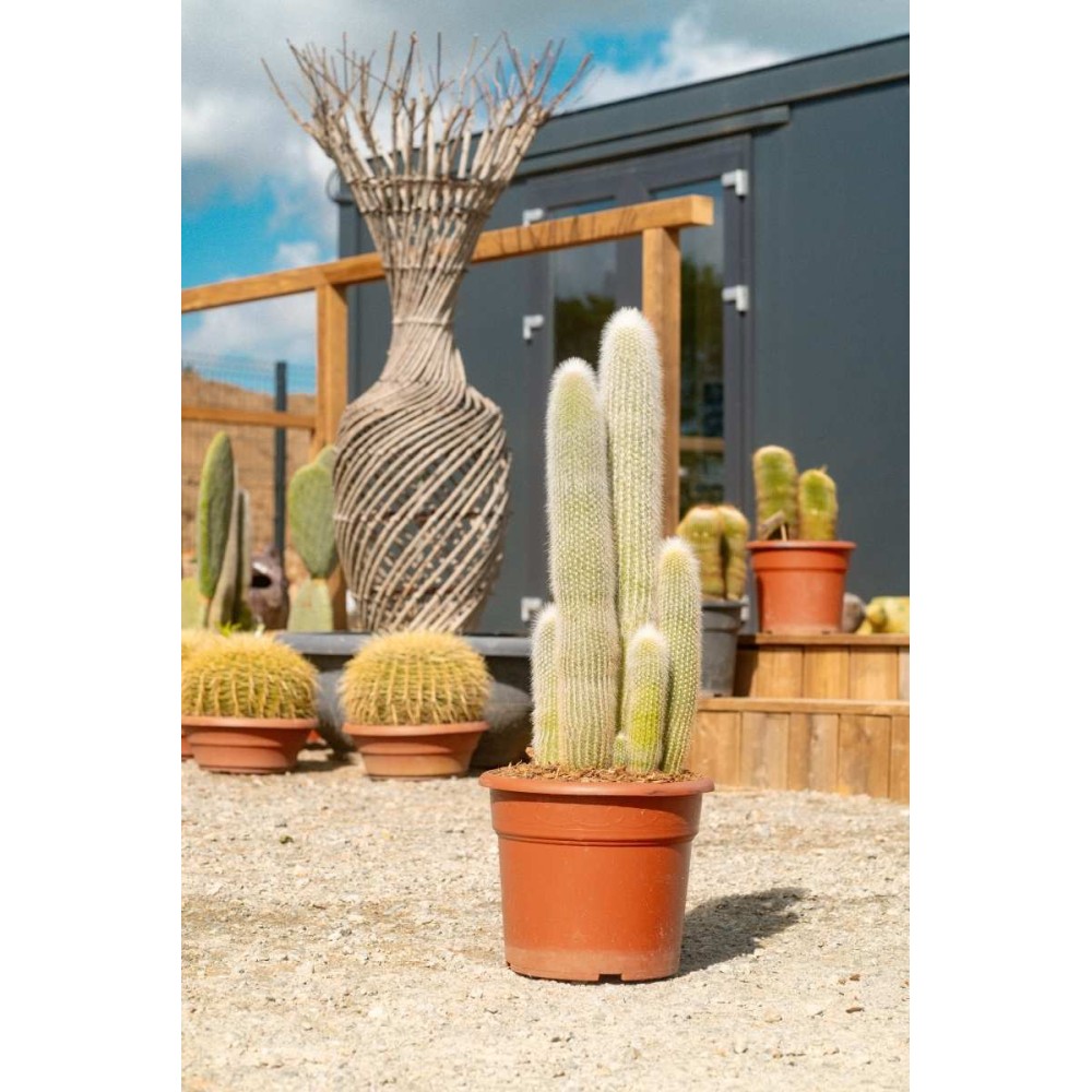 Cleistocactus strausii