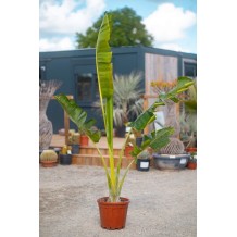 Ravenala madagascariensis