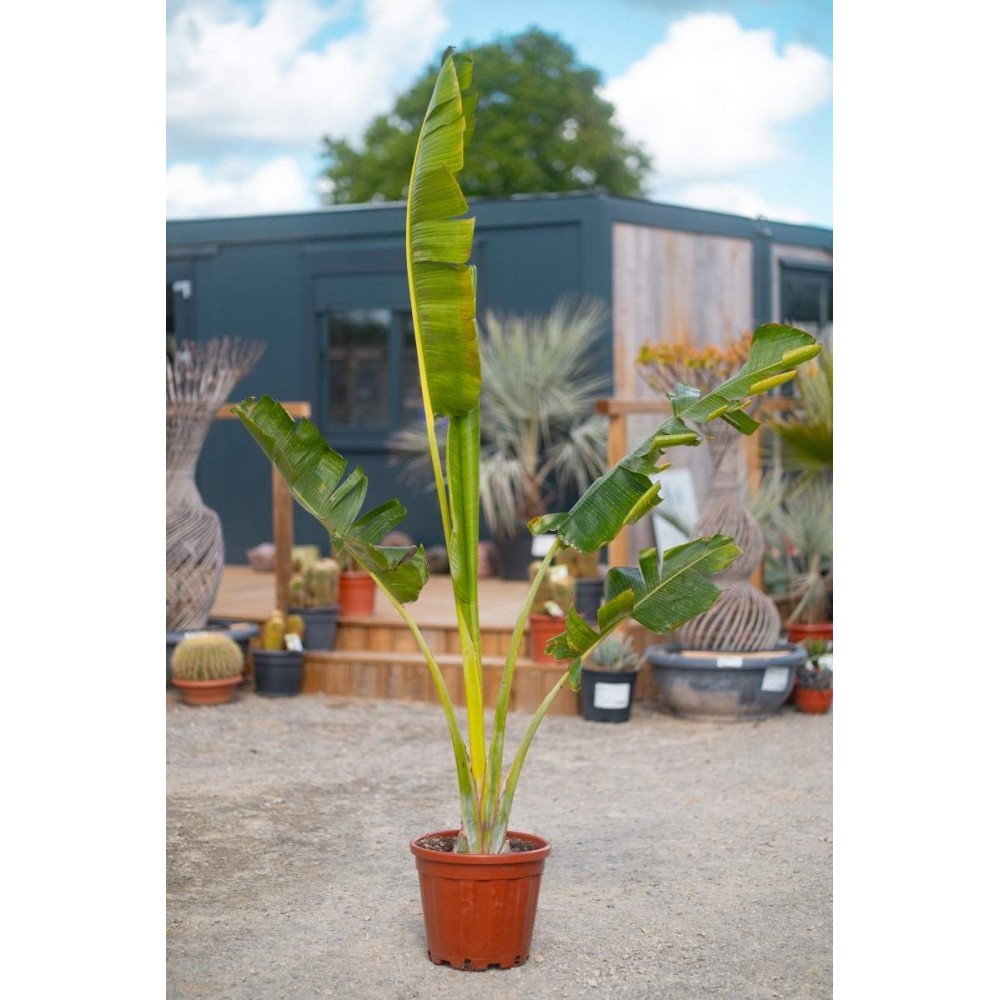Ravenala madagascariensis