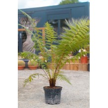 Dicksonia antarctica 80-90 cm