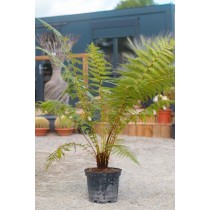 Dicksonia antarctica