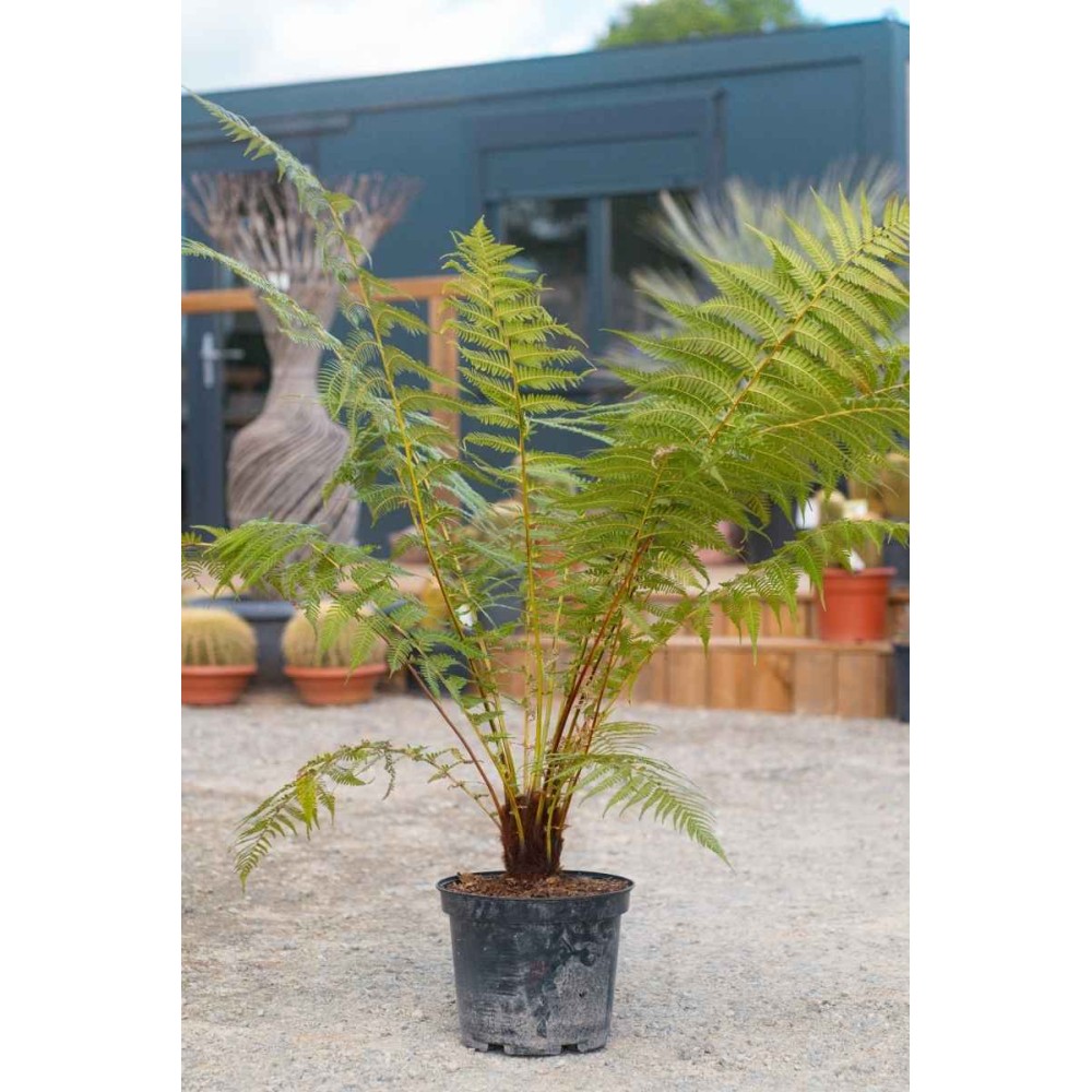 Dicksonia antarctica