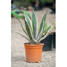 Agave americana variegata - Palmiers du Monde