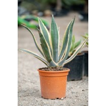 Agave americana variegata - Palmiers du Monde