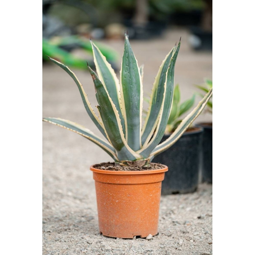 Agave americana variegata - Palmiers du Monde