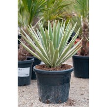 Agave angustifolia variegata - Palmiers du Monde