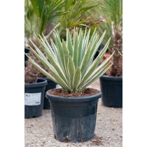 Agave angustifolia variegata - Palmiers du Monde