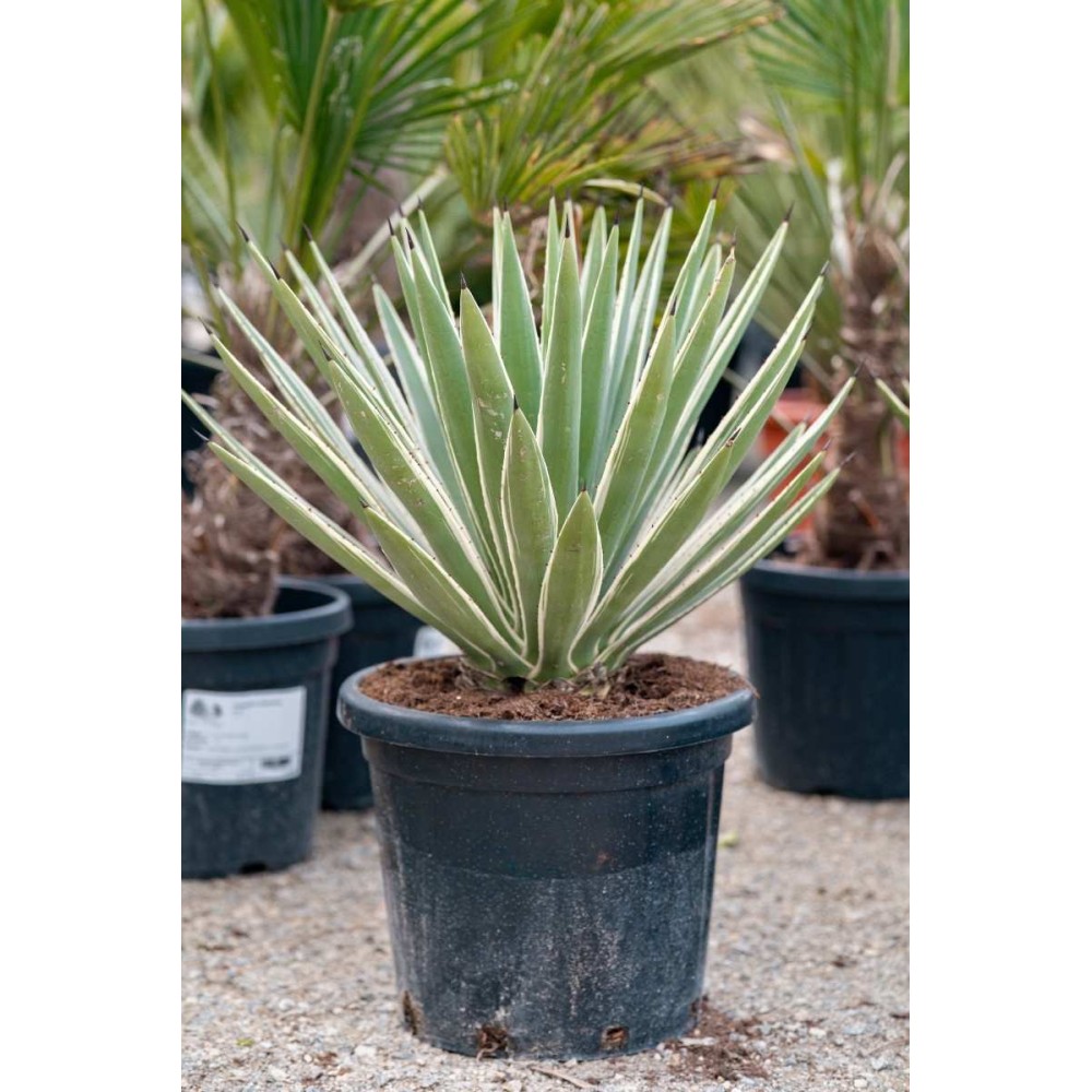 Agave angustifolia variegata - Palmiers du Monde