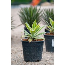 Agave attenuata variegata - Palmiers du Monde
