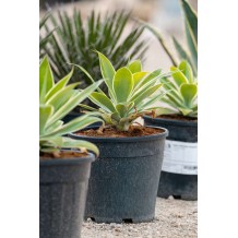 Agave attenuata variegata - Palmiers du Monde