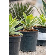 Agave attenuata variegata - Palmiers du Monde