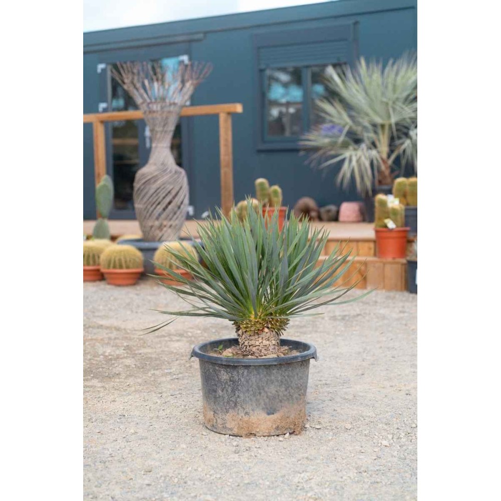 Yucca french flag