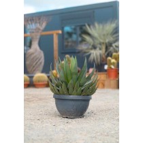 Agave red edge