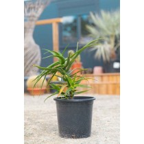 Aloe striatula