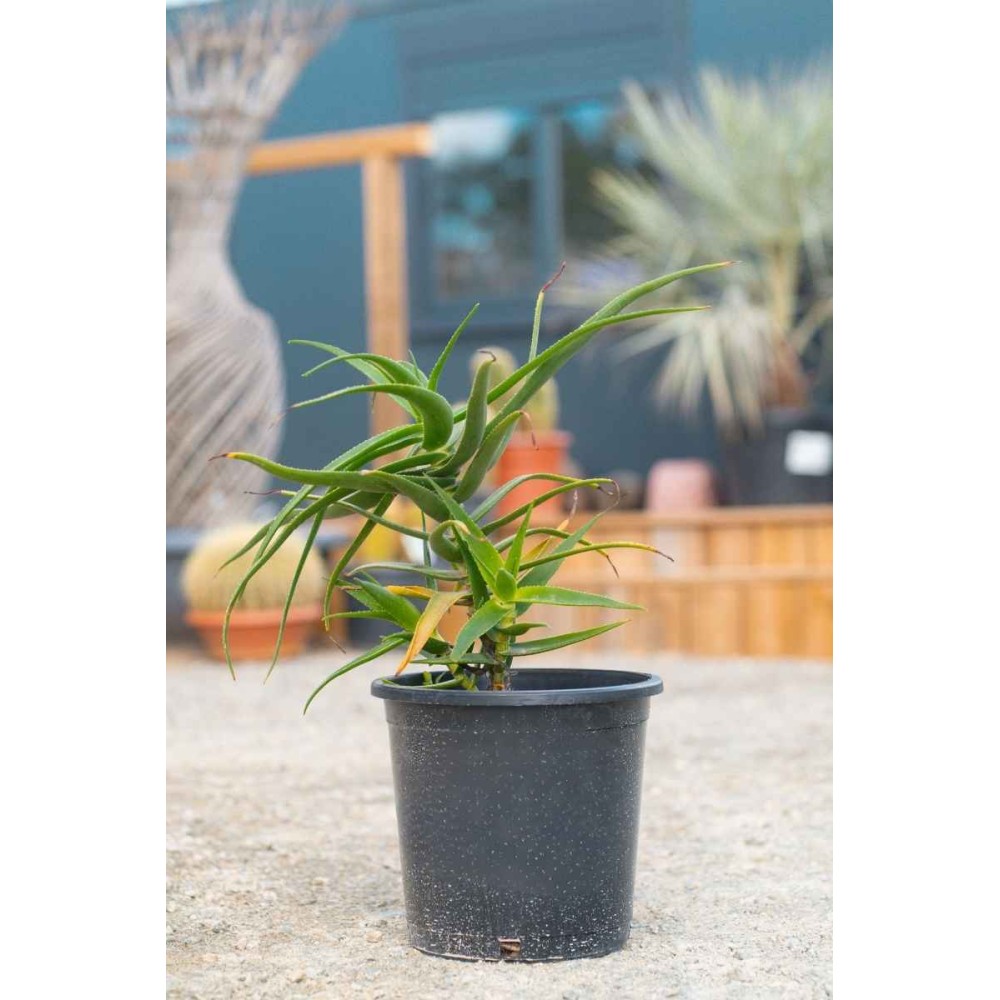 Aloe striatula
