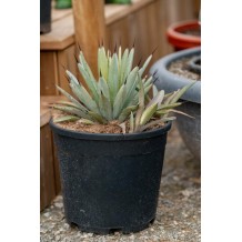 Agave macroacantha "Blue" - Palmiers du Monde