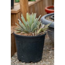 Agave macroacantha "Blue" - Palmiers du Monde