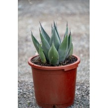 Agave Nigra - Palmiers du Monde