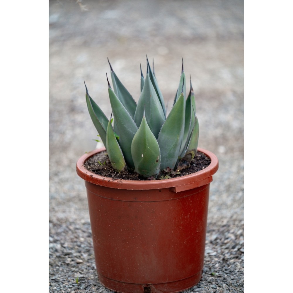 Agave Nigra - Palmiers du Monde