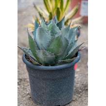 Agave parrasana - Palmiers du Monde