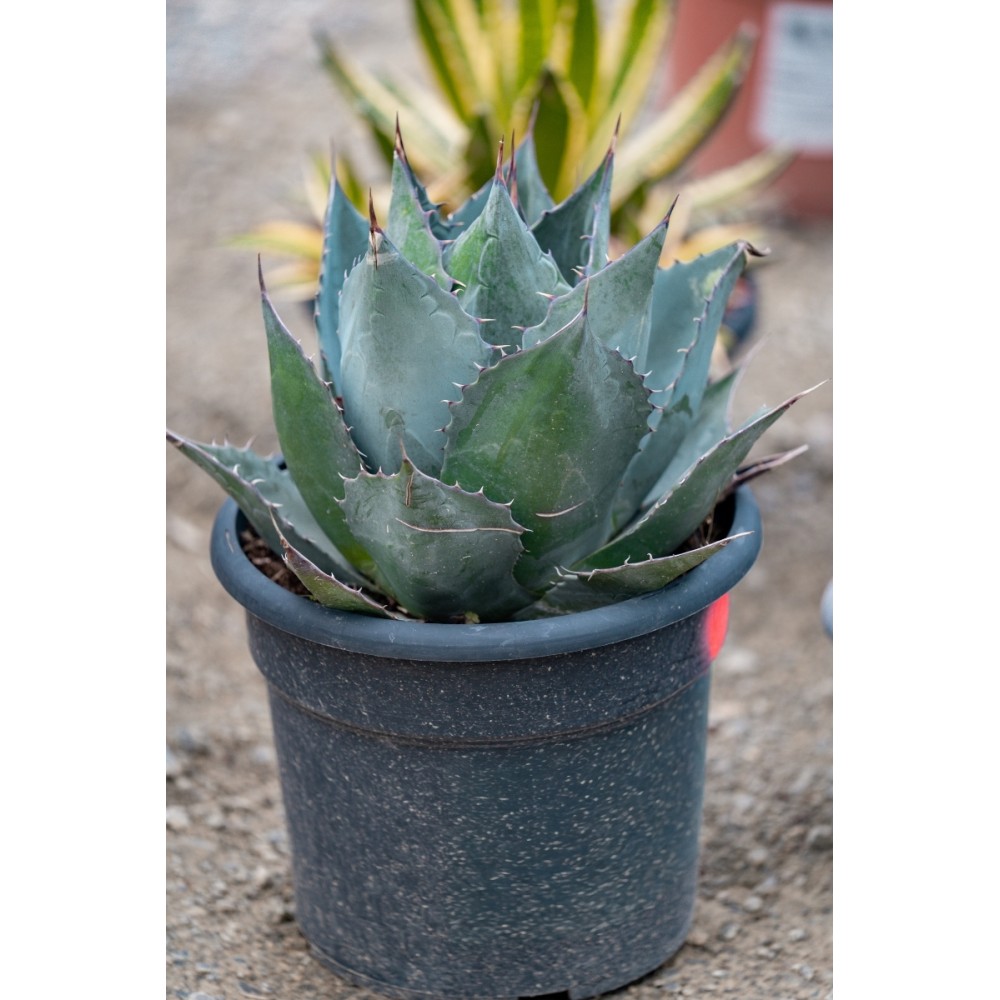 Agave parrasana - Palmiers du Monde