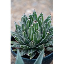 Agave victoria reginae - Palmiers du monde