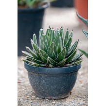 Agave victoria reginae - Palmiers du monde