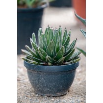 Agave victoria reginae - Palmiers du monde