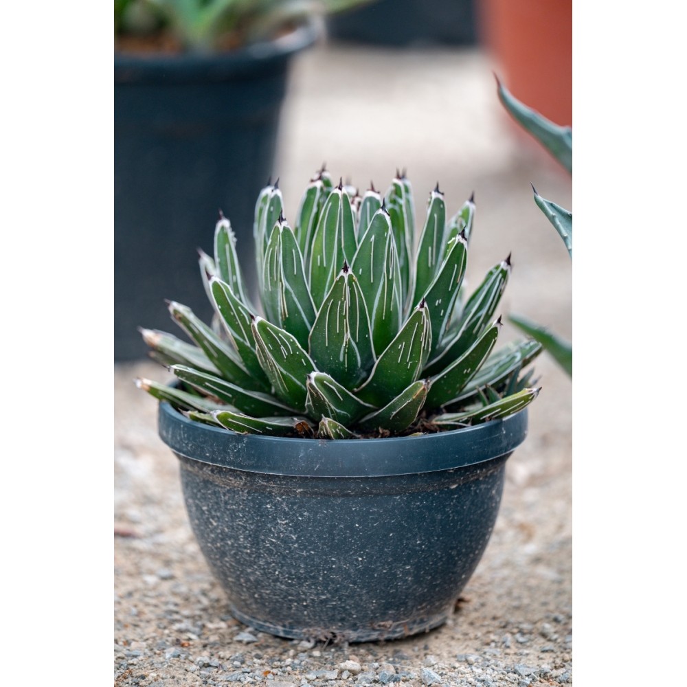 Agave victoria reginae - Palmiers du monde