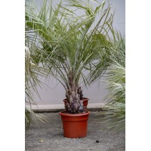 Butia capitata - Palmiers du Monde