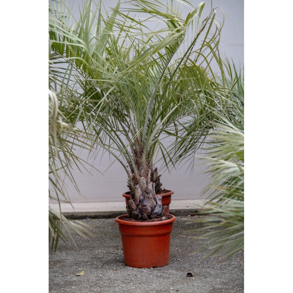 Butia capitata - Palmiers du Monde
