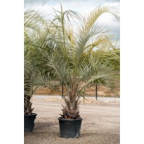 Butia capitata - Palmiers du Monde