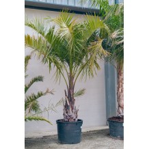 Butiagrus (butia capitata x syagrus romanzofiana)