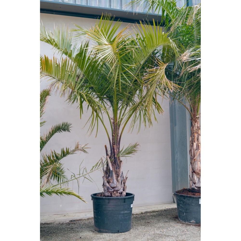 Butiagrus (butia capitata x syagrus romanzofiana)