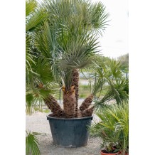 Chamaerops Humilis cerifera - Palmiers du Monde