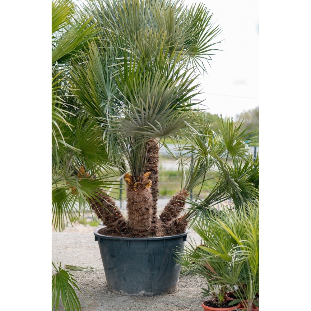 Chamaerops Humilis cerifera - Palmiers du Monde